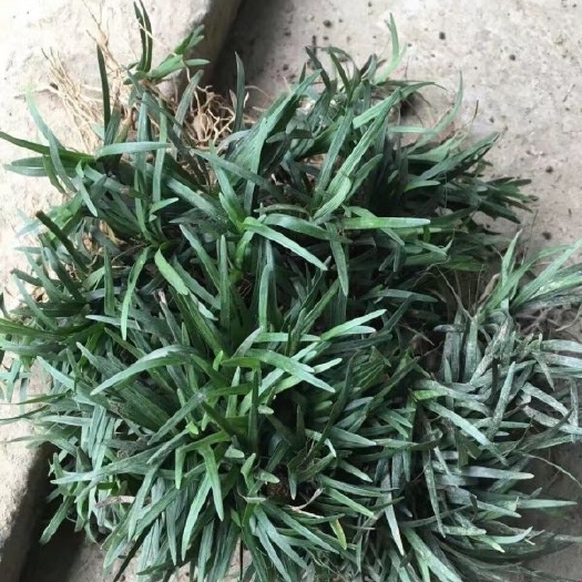 长沙玉龙草
