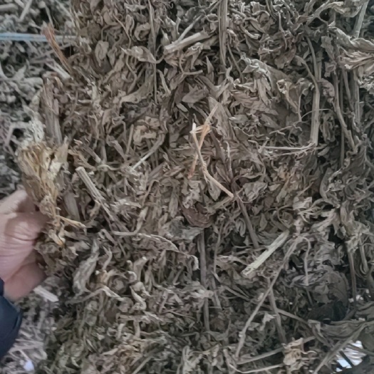 献县整棵艾草，大叶，端午前