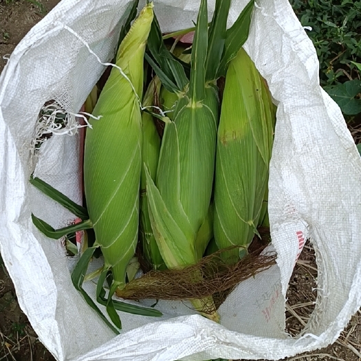 陆丰市太阳花玉米
