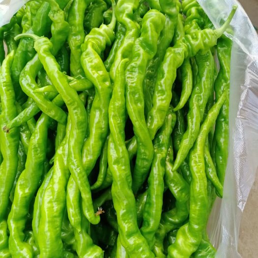 宁都县螺丝椒