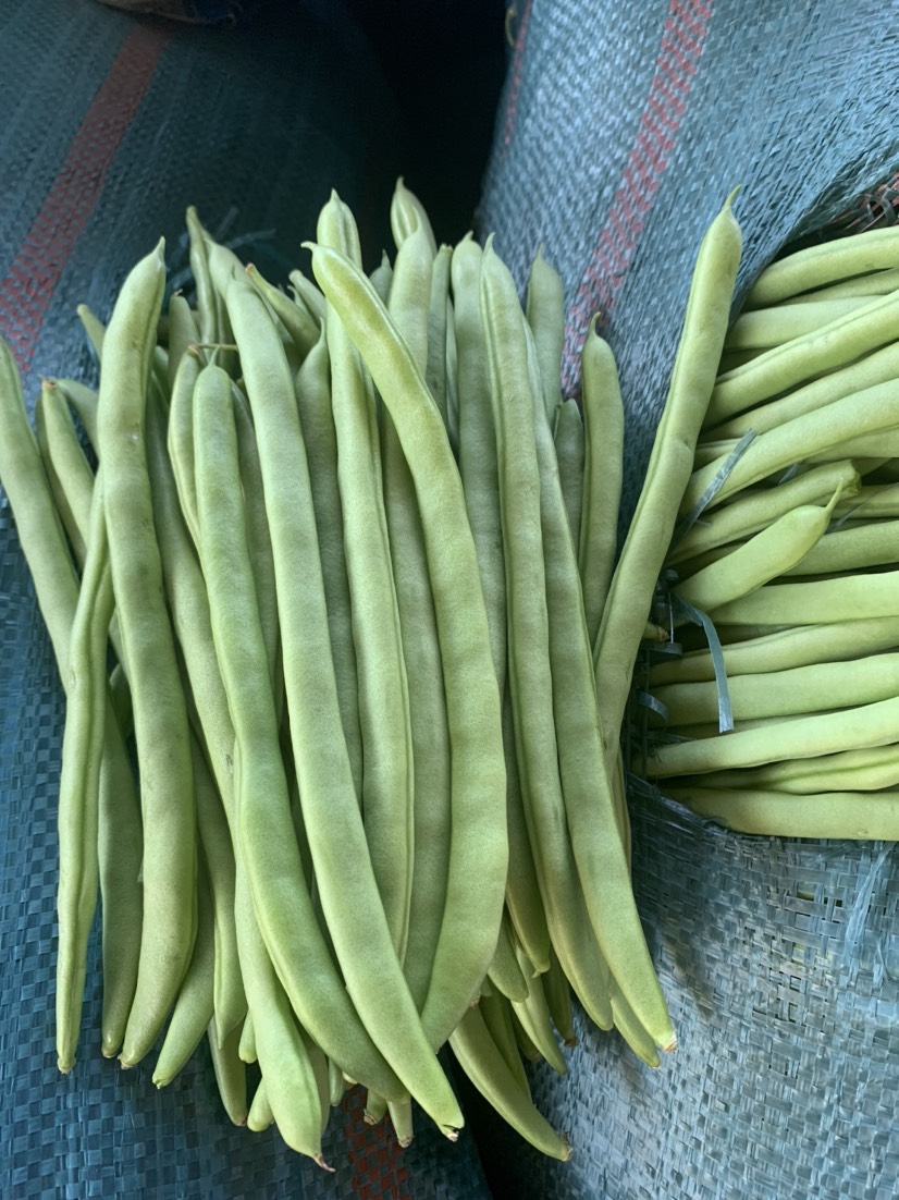 四季豆基地直供大量上市欢迎订购