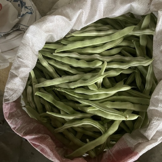 北镇市产地长期代办 紫长茄子 椒类 豆角