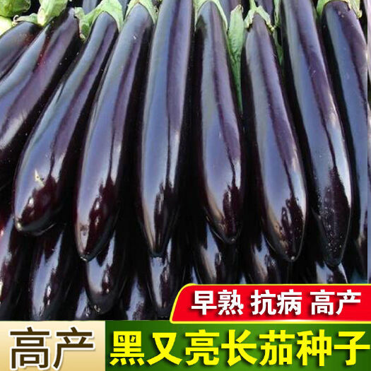 武汉上海紫黑又亮长茄种子特长茄子种子大田盆栽庭院春季四季全国可种