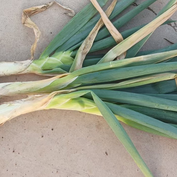 山西大葱，鸡腿葱，疙瘩葱，优质白条葱基地