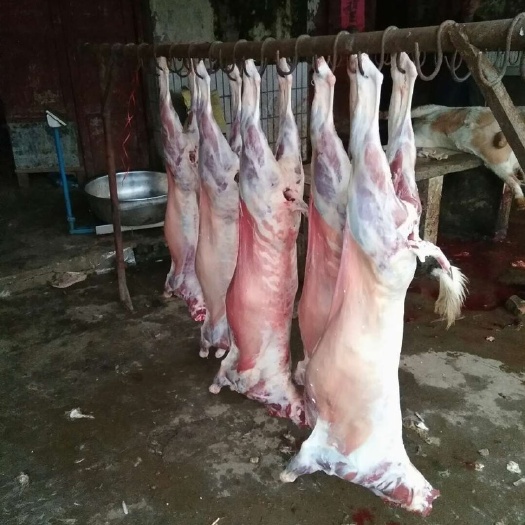 临泉县山羊肉