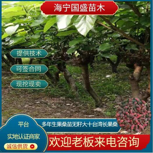 海宁市二年生三年生果桑，无籽大十，长果桑，四季果桑，当年挂果。