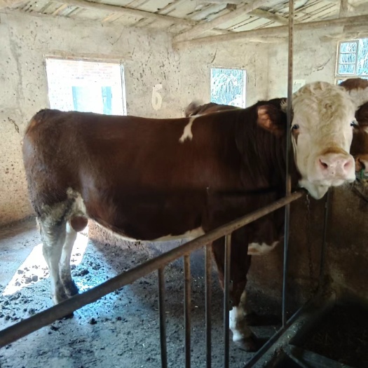 瑞昌市肉牛 九江市瑞昌市西蒙达尔育肥牛 种牛公牛 寻大老板合作销售