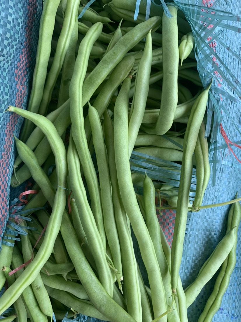 四季豆基地直供大量上市欢迎订购