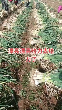 山西大葱，鸡腿葱，疙瘩葱，优质白条葱基地