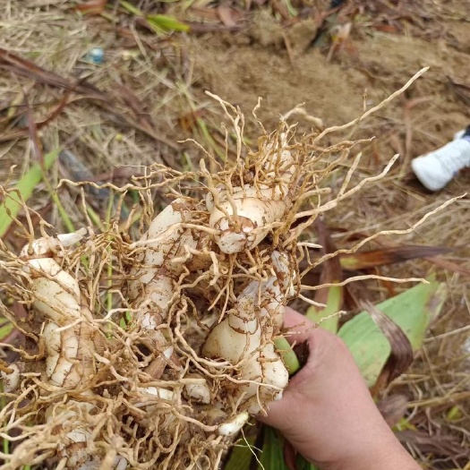 紫花中宽叶白及小块茎苗，易成活。