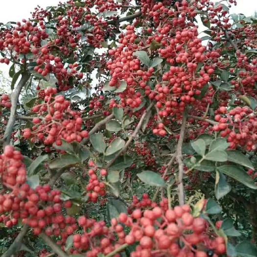 泰安大红袍花椒苗种植基地 一米高花椒苗价格