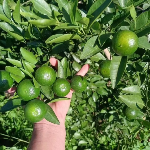 平南县清香蜜桔 广西小柑橘 青皮蜜桔 纯甜