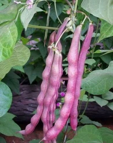 施甸县紫豆，花芸豆大量上市欢迎购买，产地直销