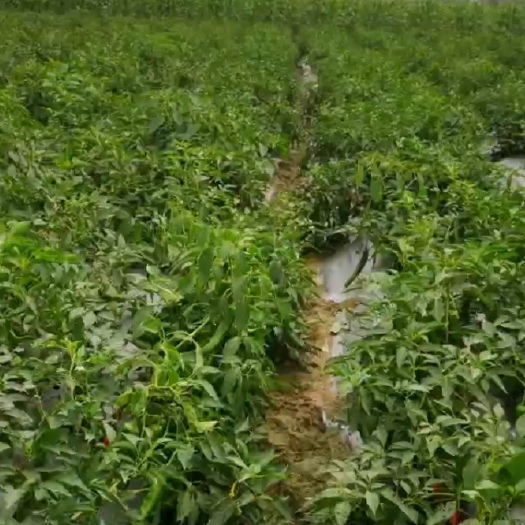 吴川市自家种植品质保证，每天上万斤供应，青椒，小米椒，圆椒