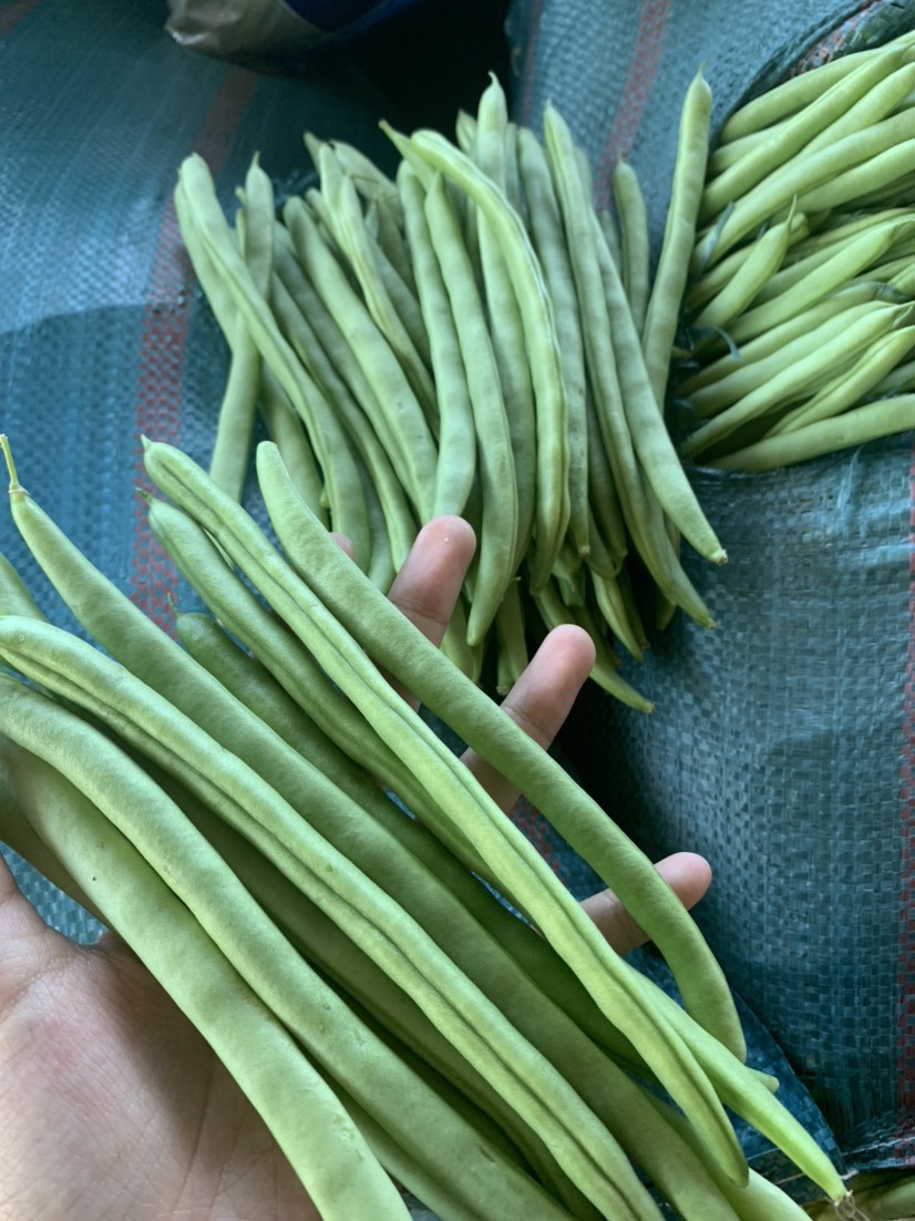 四季豆基地直供大量上市欢迎订购