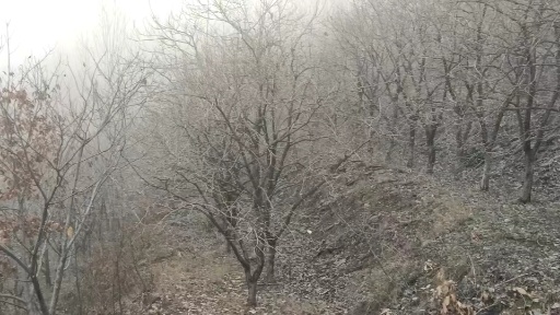 沂南县有400颗柿子树直径20厘米左右