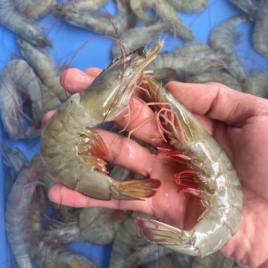 南宁沙特阿拉伯红海的精品南美白对虾，肉质紧实，规格齐全。