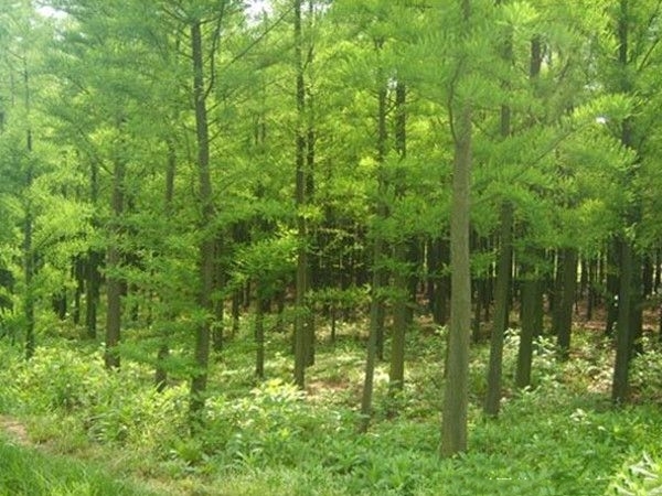 长沙中山杉