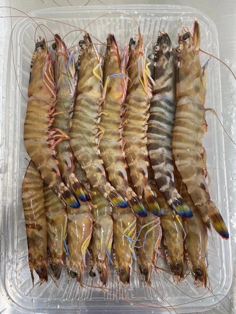 阳江斑节虾/花虾  一斤装 活冻 深海海捕活冻冷冻新鲜的斑节虾
