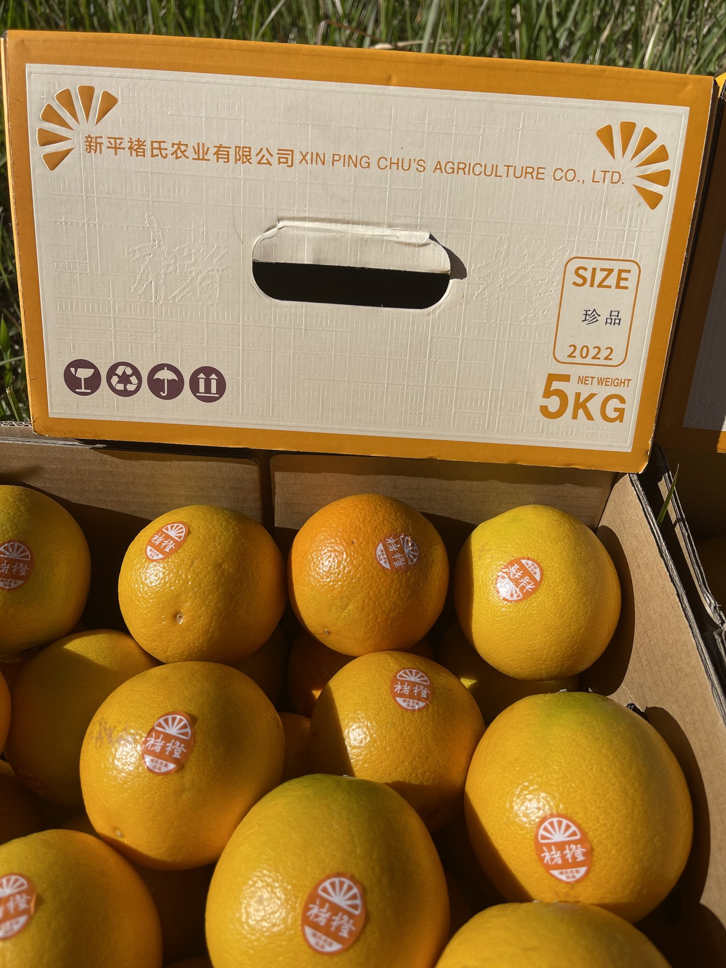 每箱带防伪二维码一件代发货云南褚橙特选褚橙礼盒10斤饱满多汁
