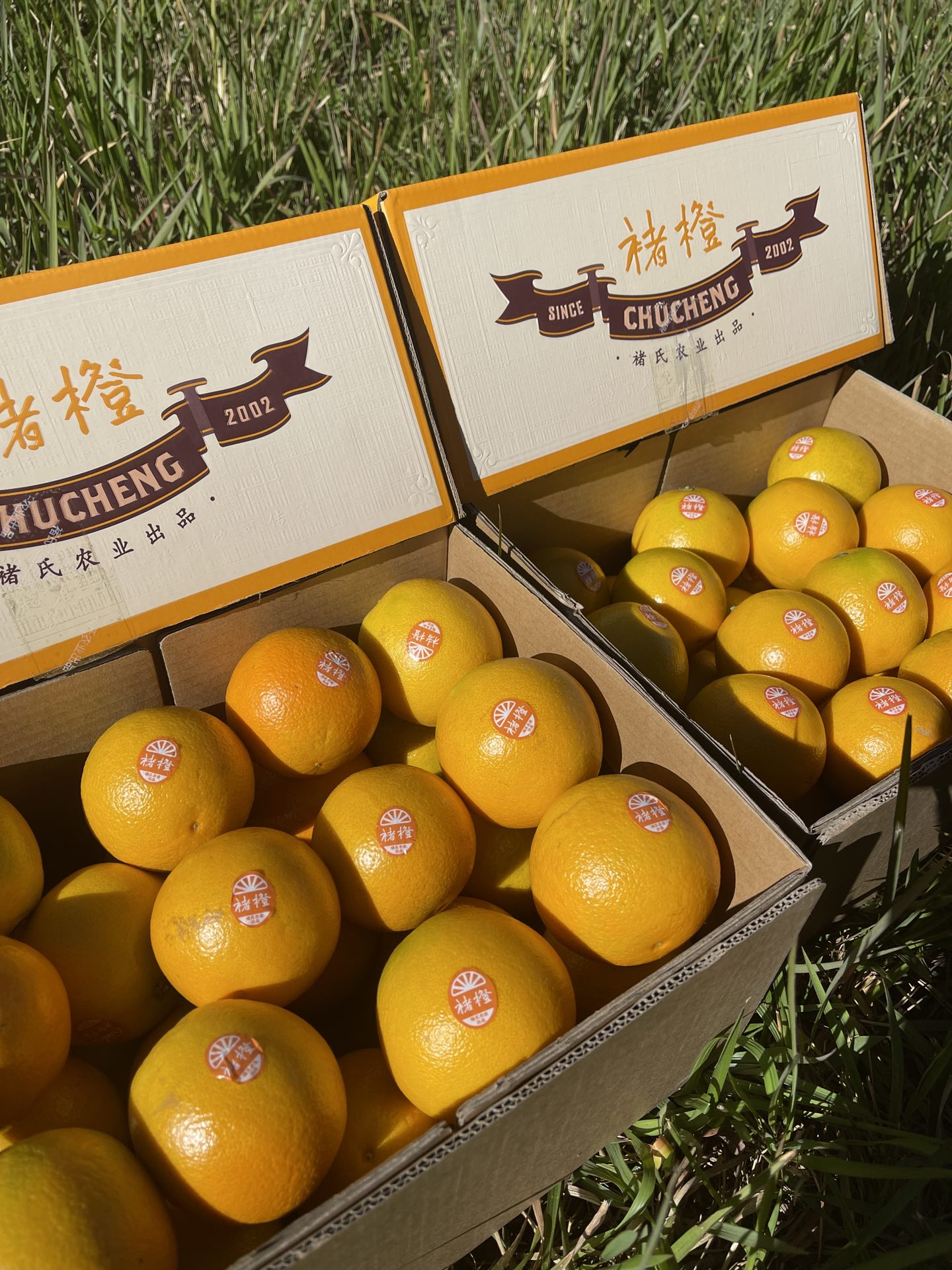 每箱带防伪二维码一件代发货云南褚橙特选褚橙礼盒10斤饱满多汁