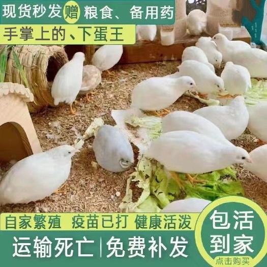 芦丁鸡活体纯白灰色德系等可快递可以一件代发电商