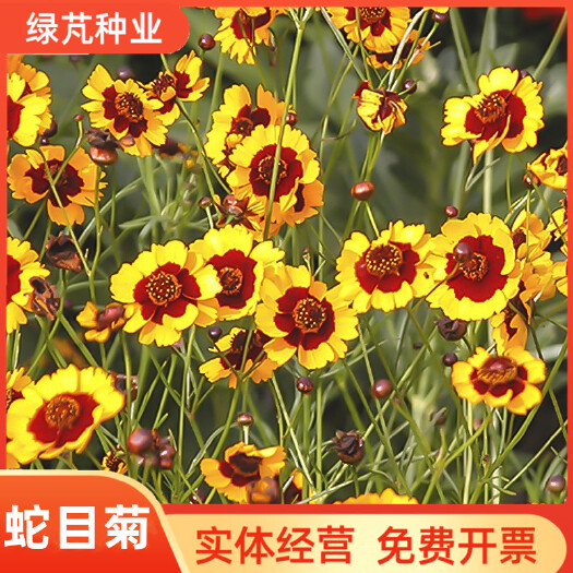 沭阳县多年生蛇目菊种子花种籽子四季室外易种春播庭院开花耐寒花卉