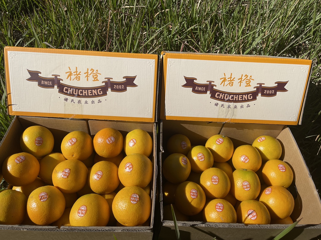 每箱带防伪二维码一件代发货云南褚橙特选褚橙礼盒10斤饱满多汁