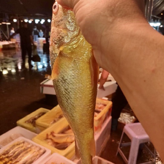 霞浦县霞浦原产地大黄鱼黄花鱼，海面直收，纯一手货源，货源稳定充足
