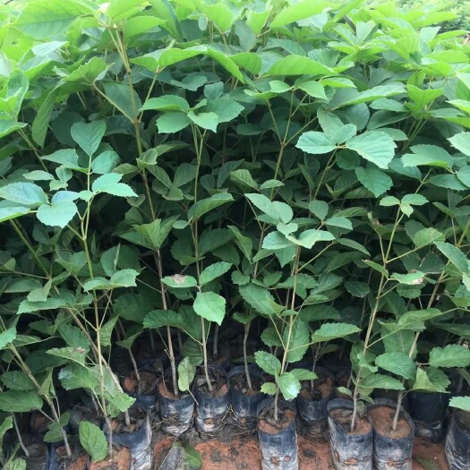 长沙黄花风铃木