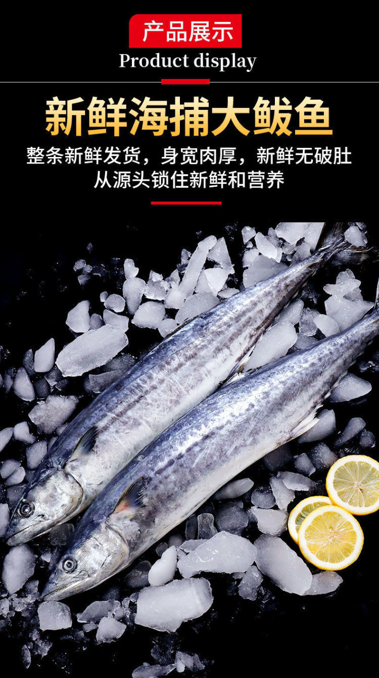 鲅鱼鲜活冷冻新鲜马鲛鱼小鲅鱼可做饺子海鲜鲅鱼批发