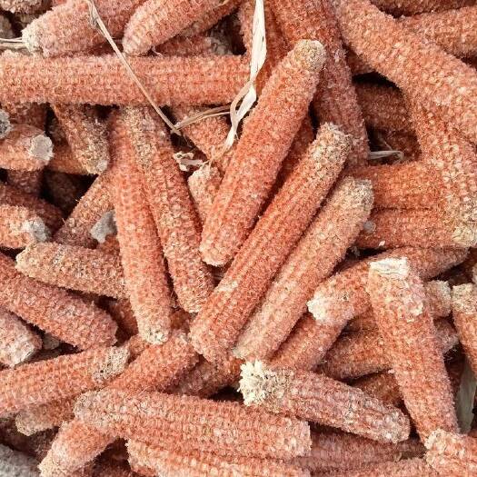 翁牛特旗玉米芯