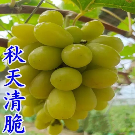 平度市秋天清脆葡萄苗皇家清脆葡萄嫁接苗新品种葡萄苗批发基地直发