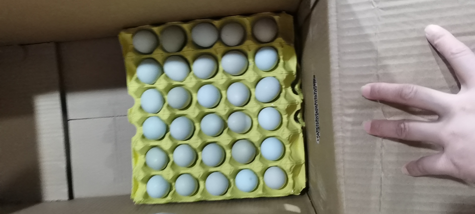 金华初生蛋 小绿蛋，360个净22一30斤，有480个一箱