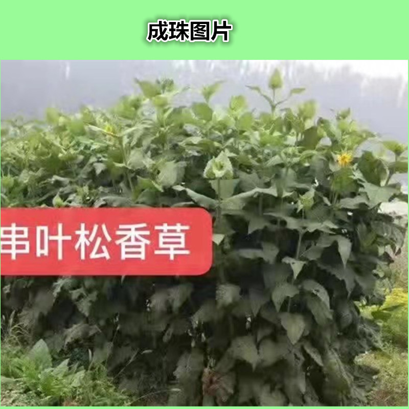 串叶松香草种子 牧草种子串叶松香草种子牧草种子牲畜食用松香草