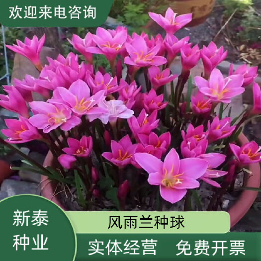 沭阳县风雨兰种球韭兰花葱兰球根土培盆栽植物室内花卉阳台庭院美化花种