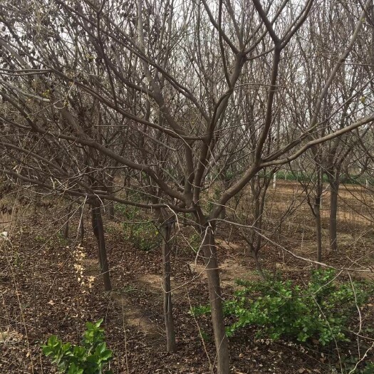 长沙黄栌黄栌