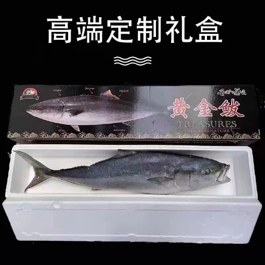 滨州黄金鲅鱼 新鲜度高 单条4-15公斤 大量现货 原厂直销