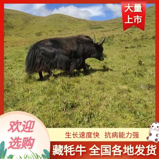 临夏市牦牛大量有货，价格美丽需要的老板来，支持全国发货，草膘