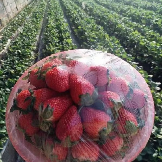 眉县奶油草莓。章姬天仙醉上市了