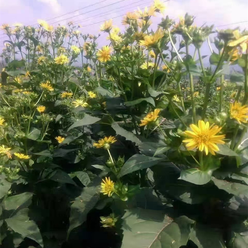 串叶松香草种子 牧草种子串叶松香草种子牧草种子牲畜食用松香草