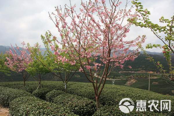 山樱花