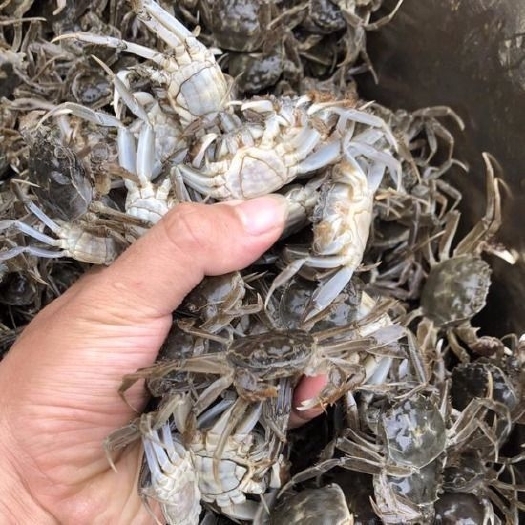 连云港江苏大闸蟹蟹苗