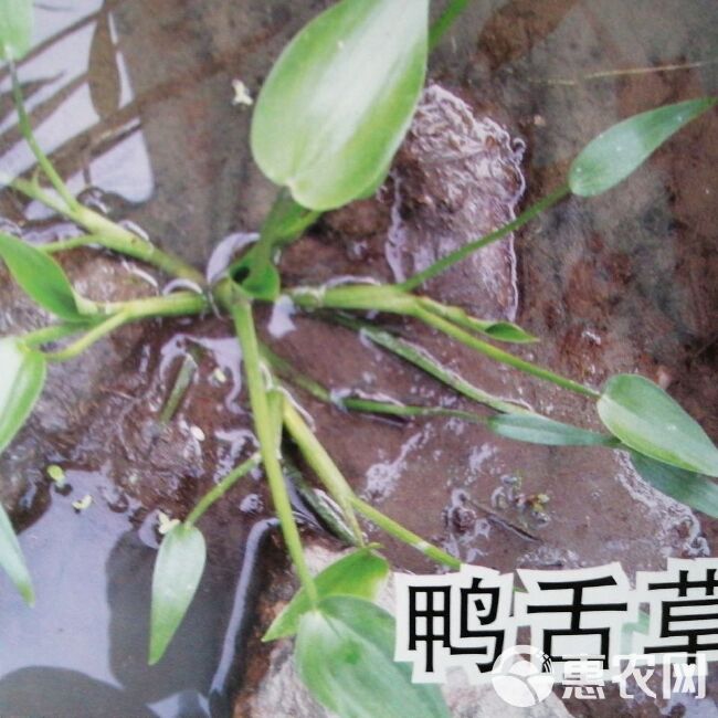 小麦田阔叶除草剂氯氟吡氧乙酸异辛酯双氟磺草胺猪殃殃播娘蒿