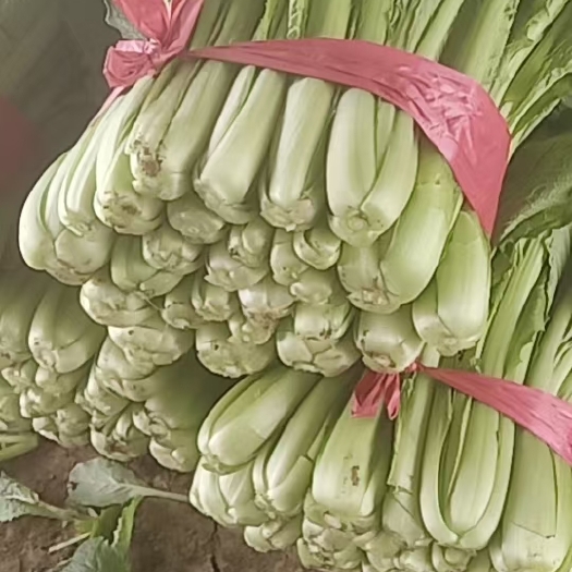 邯郸河北小白菜【黄牙苗】大量供应中，可供超市，电商平台，批发等等
