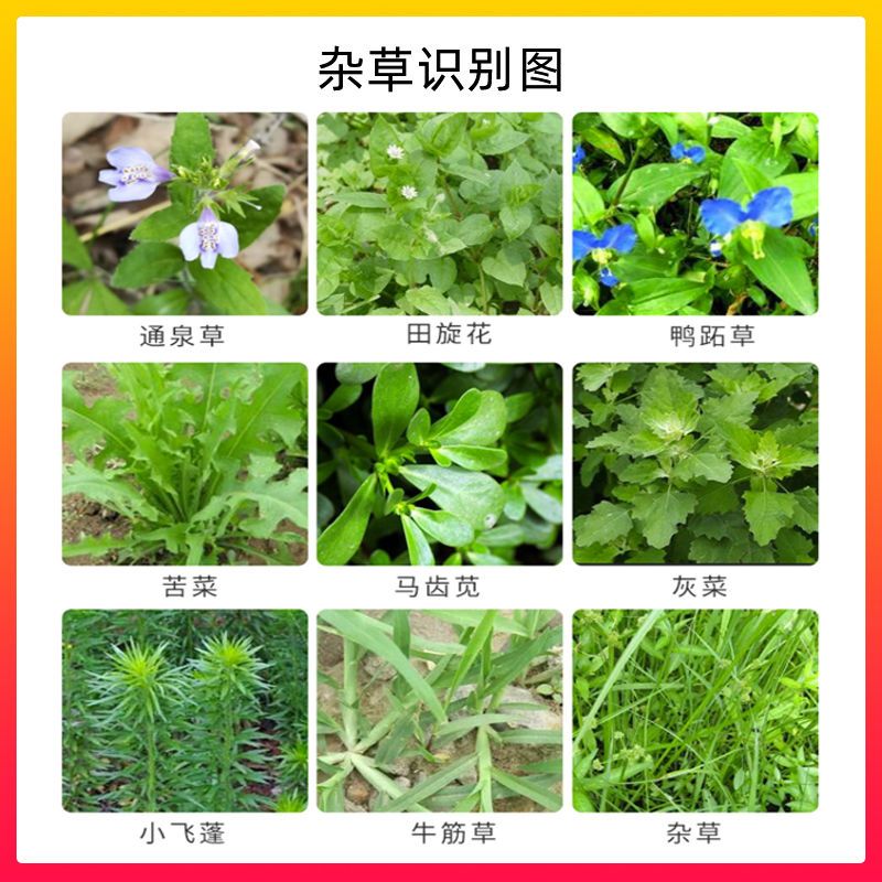 蒿子草的功效图片