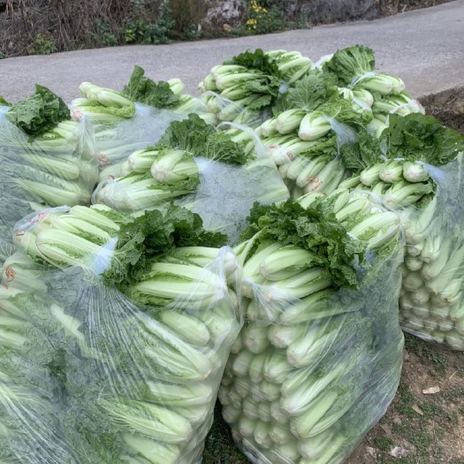 酉阳大白大白钱大量批发