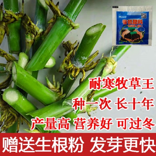 罗甸县皇竹草种子 黄竹草甜像草巨菌草…各种牧草种节出售