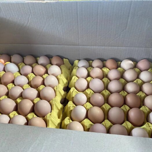 双色土鸡蛋10个一斤.360个净37
