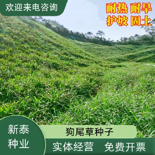 沭阳县狗尾草种子矿山复绿狼尾草种籽子四季播种护坡耐旱耐寒耐高温草坪